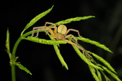 Olios