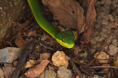 Trimeresurus albolabris