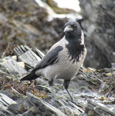 Corvus cornix
