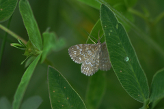 Scopula immorata