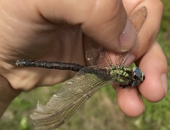 Aeshna viridis