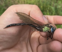 Aeshna viridis