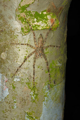 Pandercetes