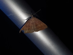 Pechipogo plumigeralis