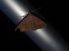 Pechipogo plumigeralis