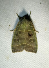 Ipimorpha pleonectusa
