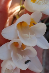 Freesia corymbosa