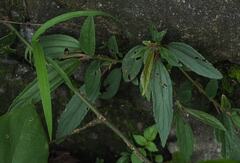 Boehmeria densiflora