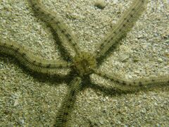 Macrophiothrix