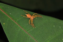 Thelcticopis