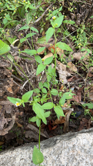 Galinsoga parviflora