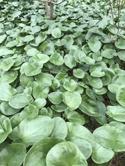 Arisarum
