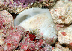 Trapezium oblongum