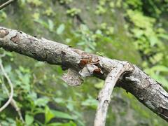 Auricularia auricula-judae