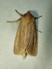 Globia oblonga