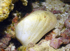 Trapezium oblongum