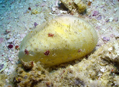 Trapezium oblongum