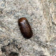 Arthrosphaera versicolor