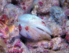Trapezium oblongum