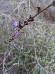 Stephanomeria diegensis