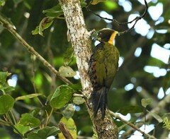 Chrysophlegma flavinucha