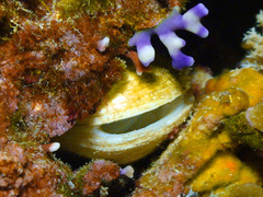 Trapezium oblongum