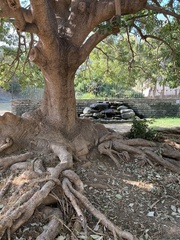 Phytolacca dioica