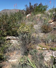 Euphorbia clava