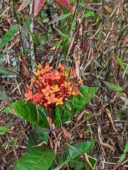 Ixora
