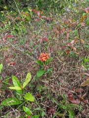 Ixora