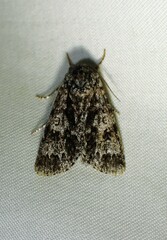 Acronicta impressa