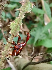 Cycnotrachelus flavotuberosus