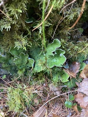Peltigera leucophlebia