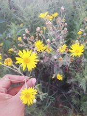 Heterotheca inuloides