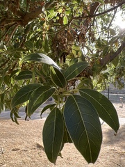 Phytolacca dioica