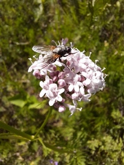 Valeriana rossica