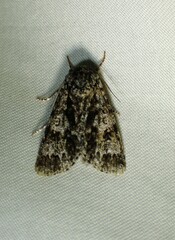 Acronicta impressa