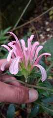 Justicia carnea