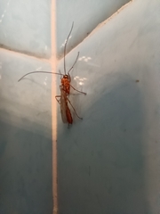 Ophion obscuratus