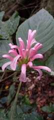 Justicia carnea