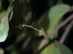 Ariamnes cylindrogaster