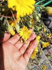 Heterotheca inuloides