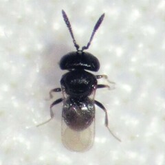 Platygastroidea