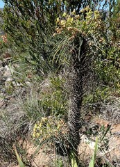 Euphorbia clava