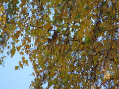 Betula pendula