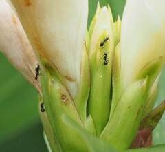 Dolichoderus thoracicus