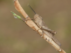 Abisares viridipennis