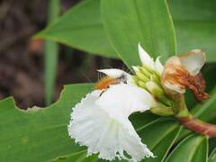 Spilarctia subcarnea