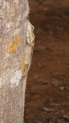 Agamidae