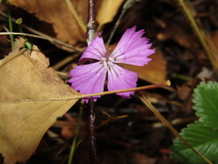Dianthus chinensis